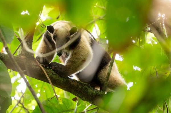 Black and white animal looking at the camera. It is standing on a tree branch and is surrounded by leaves.